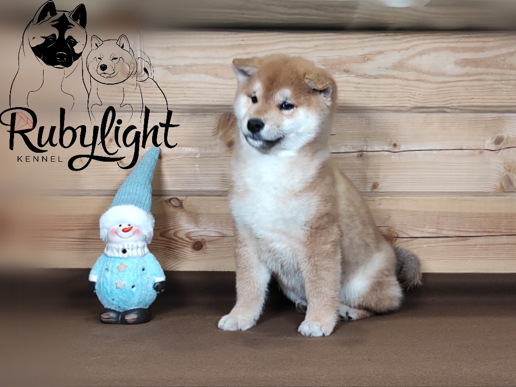 Щенки сиба-ину, шиба, Отец: SHIOMARU EVER DREAM Мать: TRIUMF SIBIRI AKIKO CHIKAKO, Санкт-Петербург, RUBYLIGHT kennel