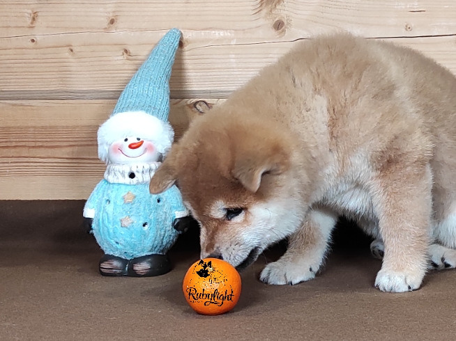 Щенки сиба-ину, шиба, Отец: SHIOMARU EVER DREAM Мать: TRIUMF SIBIRI AKIKO CHIKAKO, Санкт-Петербург, RUBYLIGHT kennel