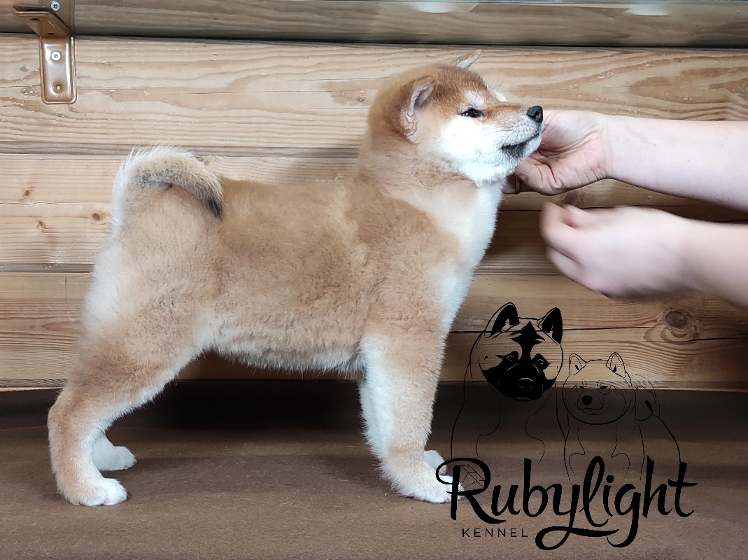 Сиба питомник RUBYLIGHT. Американская акита I Сиба ину I Питомник RUBYLIGHT