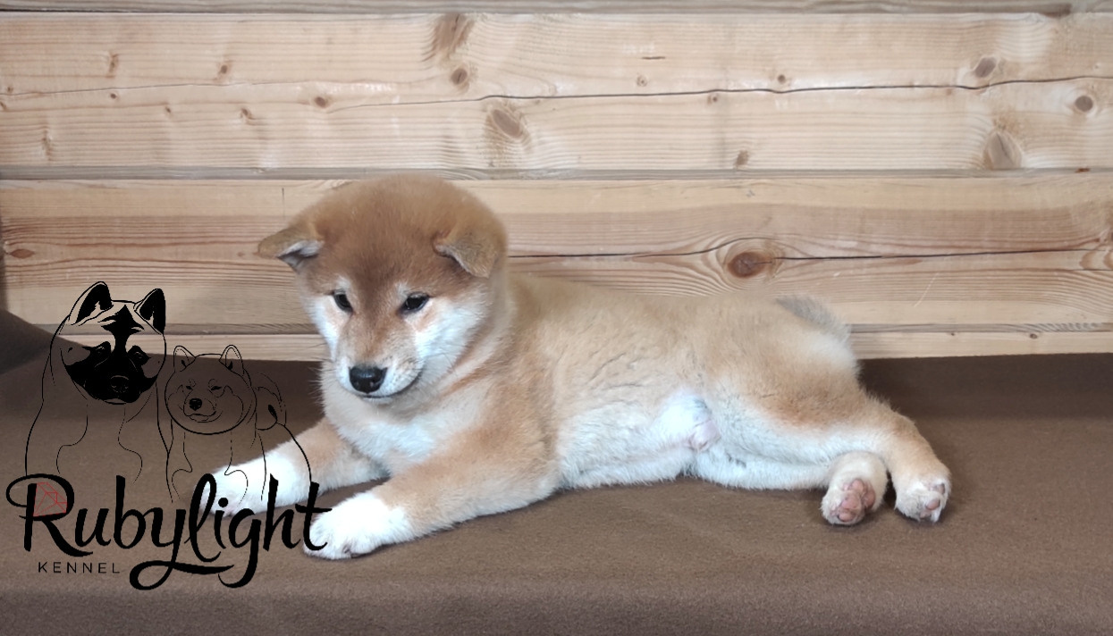 Сиба питомник RUBYLIGHT. Американская акита I Сиба ину I Питомник RUBYLIGHT