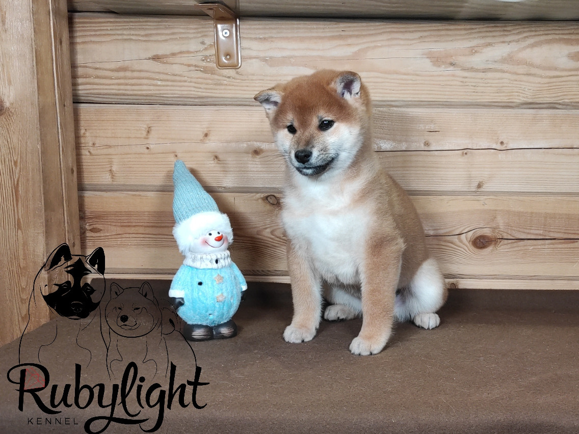 Rubylight Lucky. AMERICAN AKITA RUBYLIGHT KENNEL I SHIBA-INU
