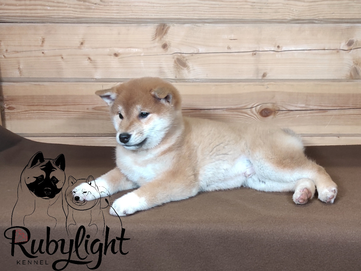 Сиба питомник RUBYLIGHT. Американская акита I Сиба ину I Питомник RUBYLIGHT