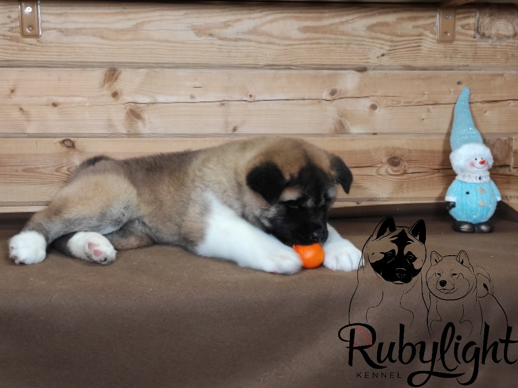 RUBYLIGHT MONICA, Дата рождения 03.10.2021Мама DANCING QUEEN Папа NATIVEBEAR LEGION MAN , щенки Американская Акита RUBYLIGHT питомник Санкт-Петербург