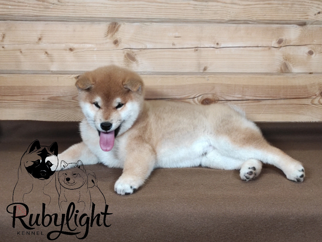 Щенки сиба-ину, шиба, Отец: SHIOMARU EVER DREAM Мать: TRIUMF SIBIRI AKIKO CHIKAKO, Санкт-Петербург, RUBYLIGHT kennel