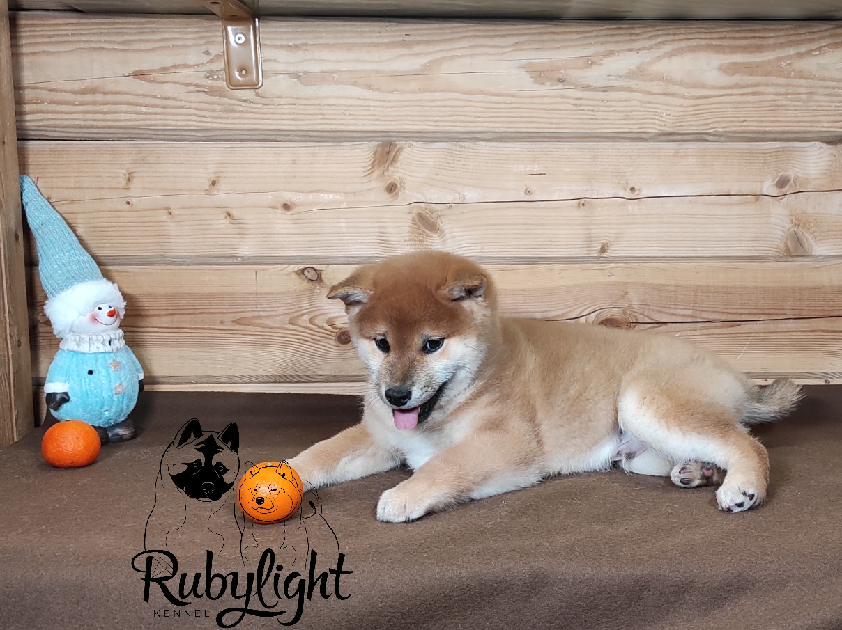 Rubylight Lucky. AMERICAN AKITA RUBYLIGHT KENNEL I SHIBA-INU