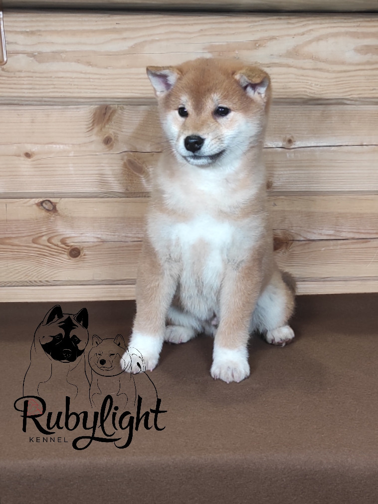 Сиба питомник RUBYLIGHT. Американская акита I Сиба ину I Питомник RUBYLIGHT