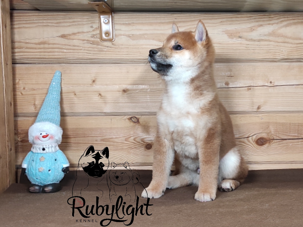 Rubylight Luis. AMERICAN AKITA RUBYLIGHT KENNEL I SHIBA-INU