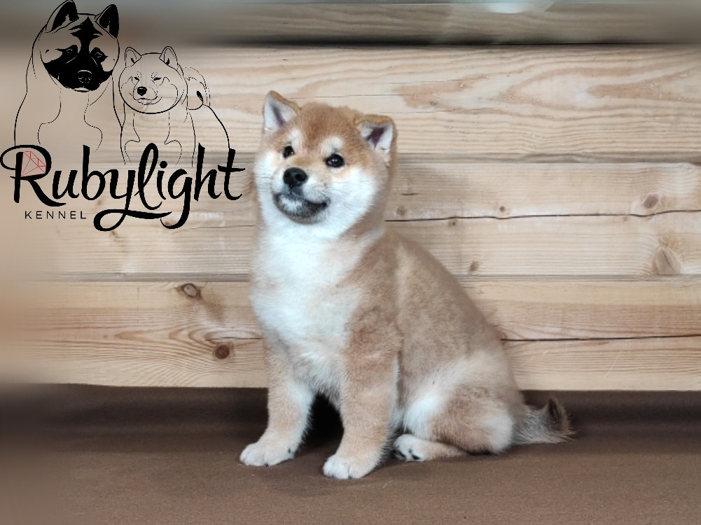 Щенки сиба-ину, шиба, Отец: SHIOMARU EVER DREAM Мать: TRIUMF SIBIRI AKIKO CHIKAKO, Санкт-Петербург, RUBYLIGHT kennel