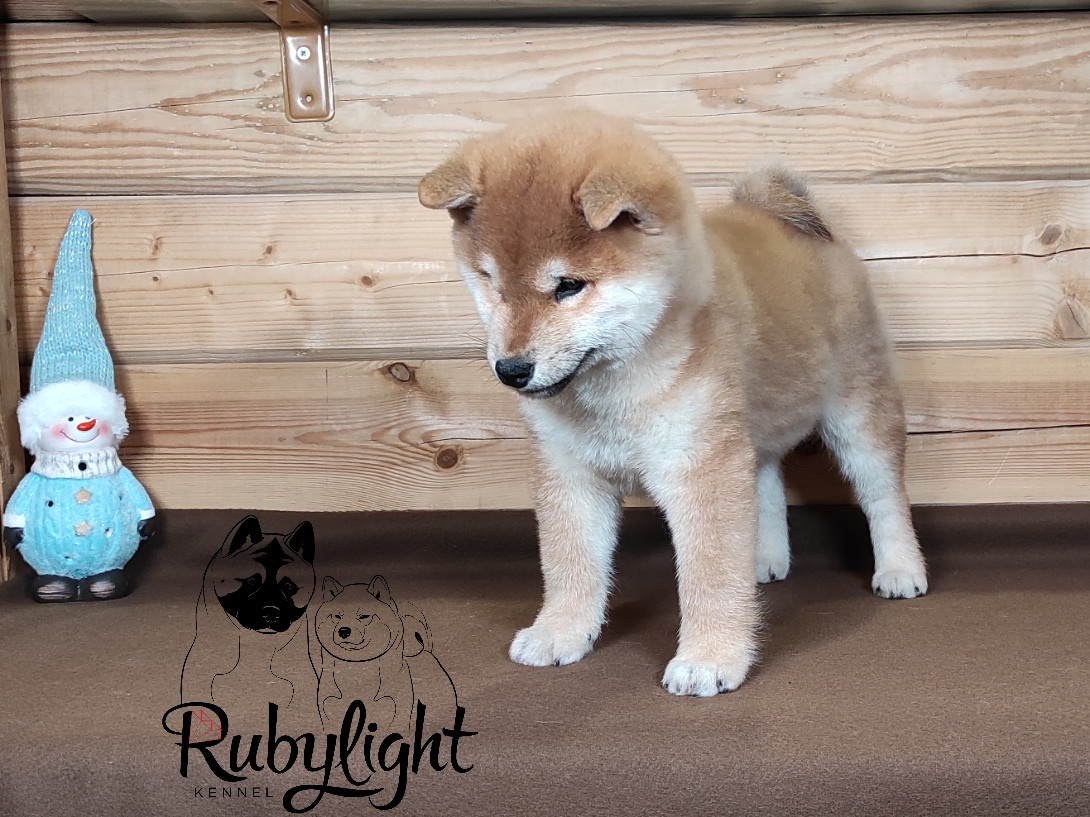 Щенки сиба-ину, шиба, Отец: SHIOMARU EVER DREAM Мать: TRIUMF SIBIRI AKIKO CHIKAKO, Санкт-Петербург, RUBYLIGHT kennel
