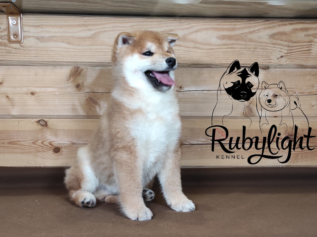 Щенки сиба-ину, шиба, Отец: SHIOMARU EVER DREAM Мать: TRIUMF SIBIRI AKIKO CHIKAKO, Санкт-Петербург, RUBYLIGHT kennel