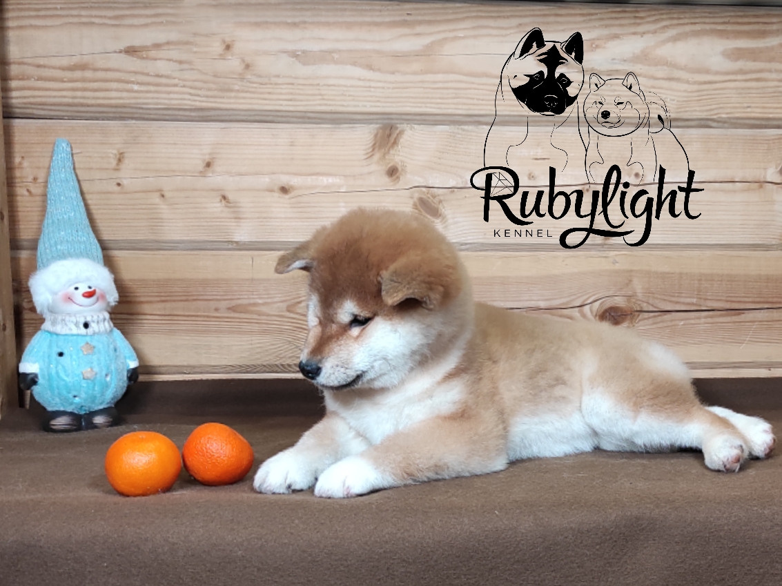Сиба питомник RUBYLIGHT. Американская акита I Сиба ину I Питомник RUBYLIGHT