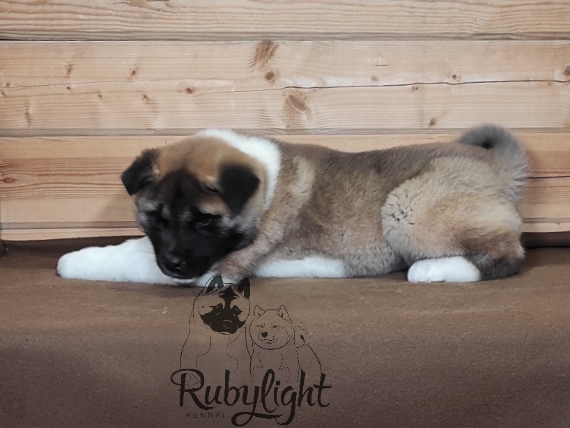 RUBYLIGHT MOLNIYA, Дата рождения 03.10.2021Мама DANCING QUEEN Папа NATIVEBEAR LEGION MAN , щенки Американская Акита RUBYLIGHT питомник Санкт-Петербург