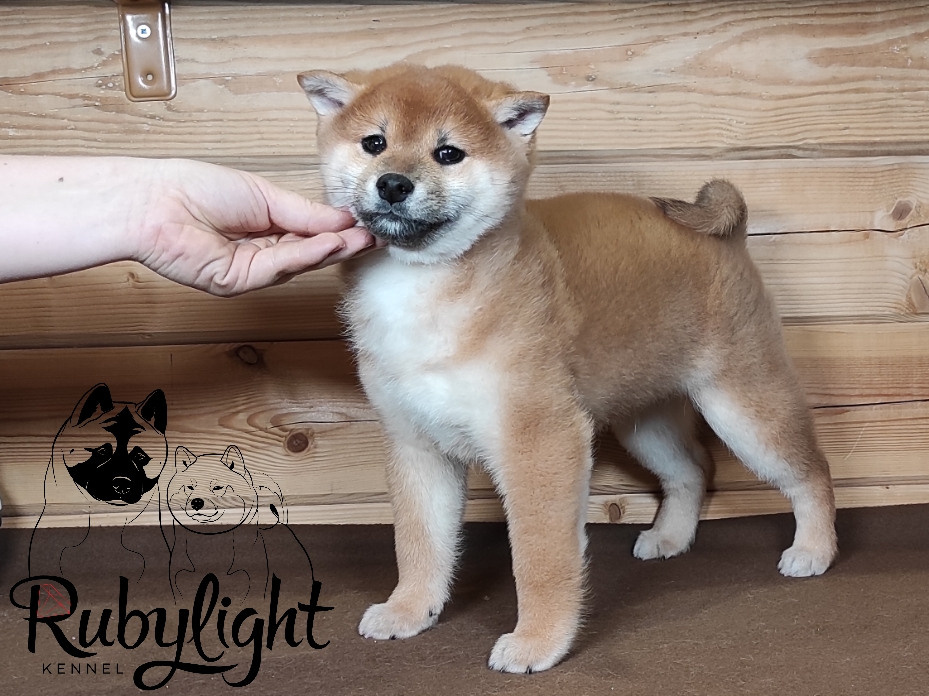 Rubylight Lucky. AMERICAN AKITA RUBYLIGHT KENNEL I SHIBA-INU