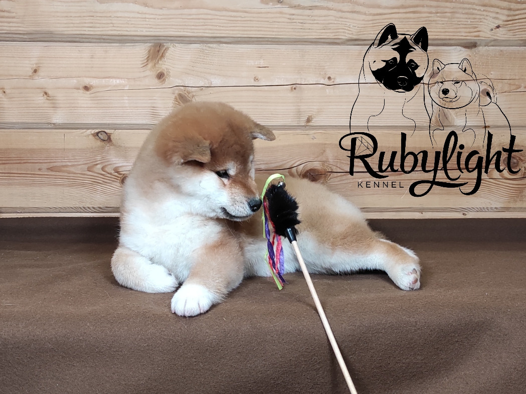 Сиба питомник RUBYLIGHT. Американская акита I Сиба ину I Питомник RUBYLIGHT
