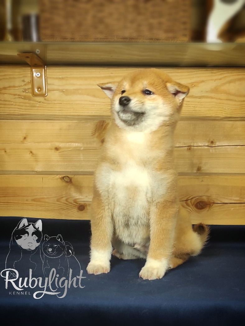 Сиба питомник RUBYLIGHT. Американская акита I Сиба ину I Питомник RUBYLIGHT