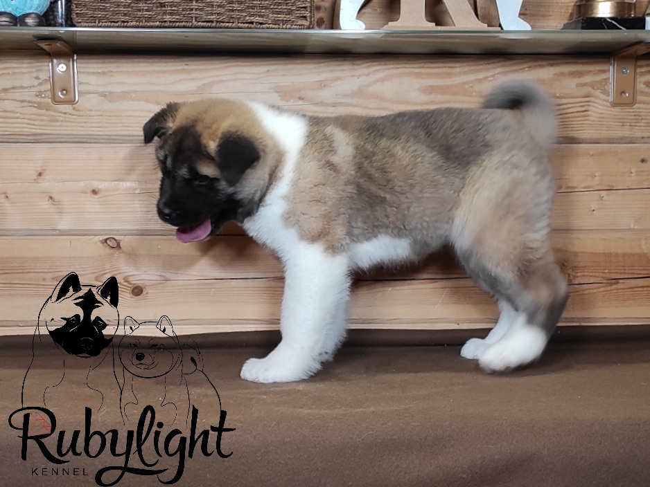 RUBYLIGHT MOLNIYA, Дата рождения 03.10.2021Мама DANCING QUEEN Папа NATIVEBEAR LEGION MAN , щенки Американская Акита RUBYLIGHT питомник Санкт-Петербург