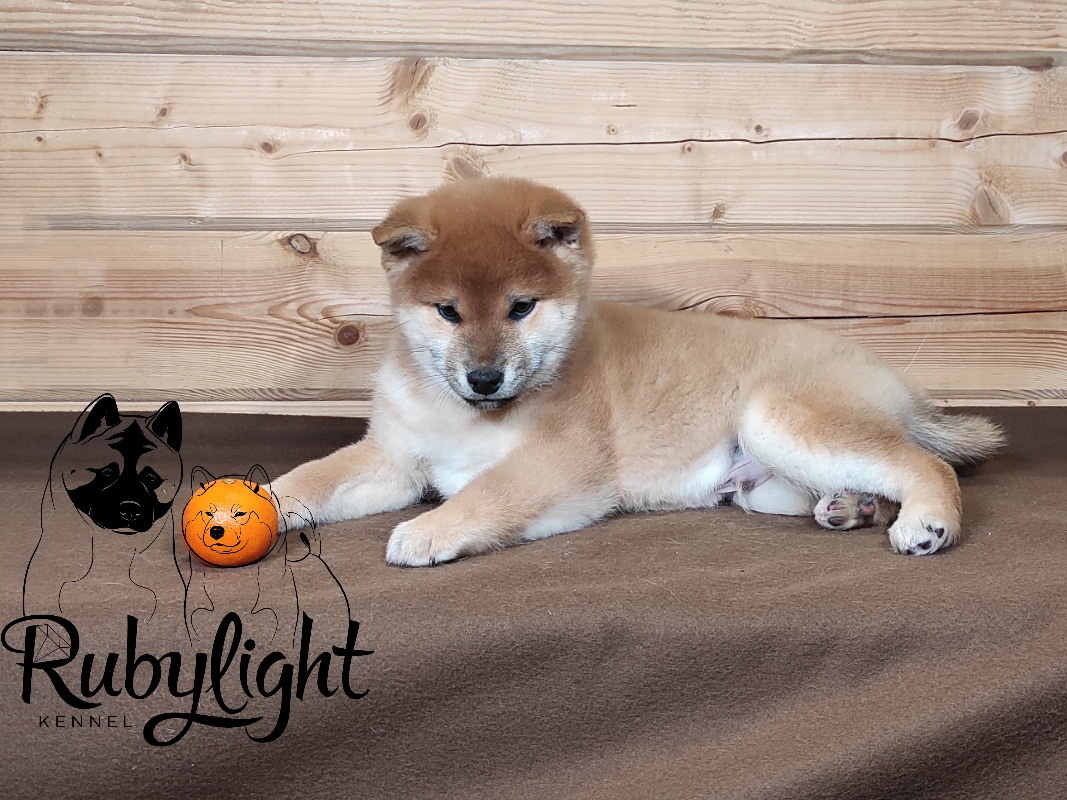 Rubylight Lucky. AMERICAN AKITA RUBYLIGHT KENNEL I SHIBA-INU