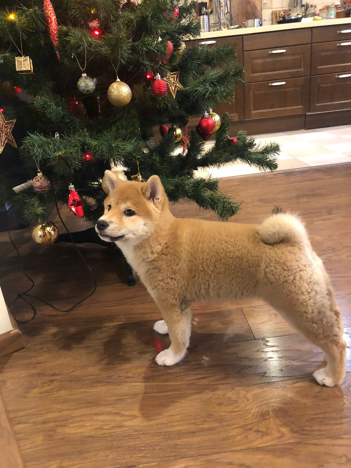 Сиба питомник RUBYLIGHT. Американская акита I Сиба ину I Питомник RUBYLIGHT