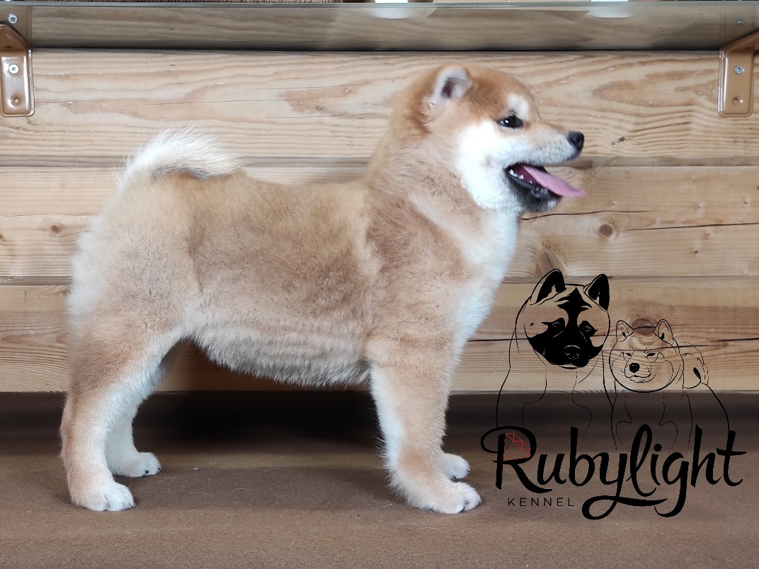 Щенки сиба-ину, шиба, Отец: SHIOMARU EVER DREAM Мать: TRIUMF SIBIRI AKIKO CHIKAKO, Санкт-Петербург, RUBYLIGHT kennel