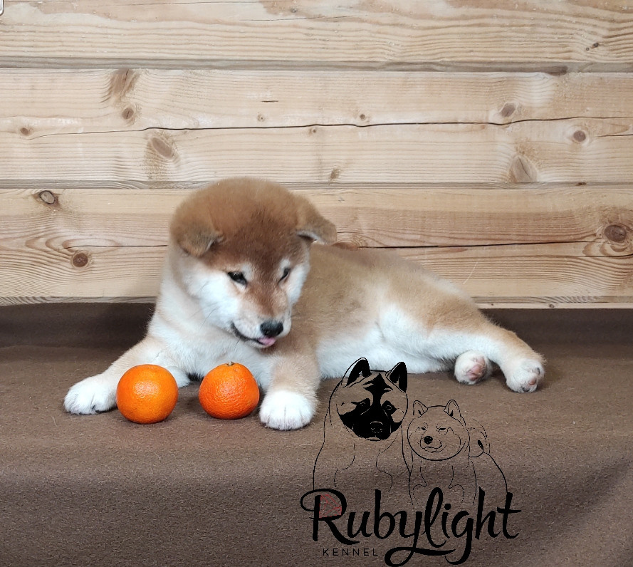 Сиба питомник RUBYLIGHT. Американская акита I Сиба ину I Питомник RUBYLIGHT