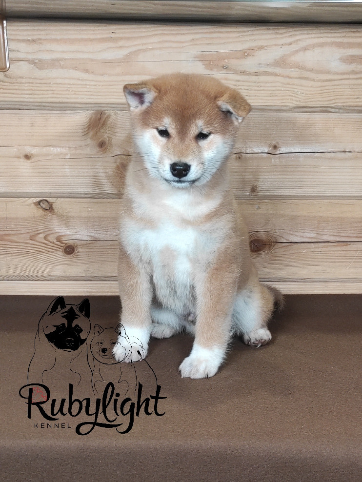 Сиба питомник RUBYLIGHT. Американская акита I Сиба ину I Питомник RUBYLIGHT