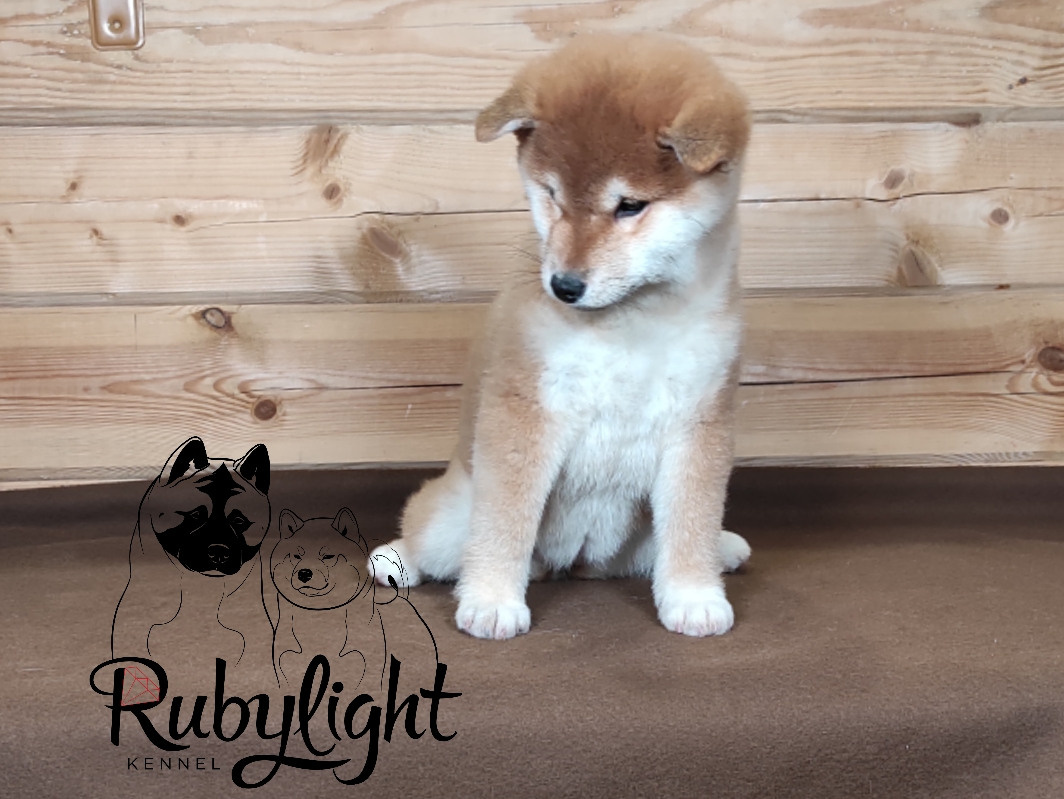 Сиба питомник RUBYLIGHT. Американская акита I Сиба ину I Питомник RUBYLIGHT
