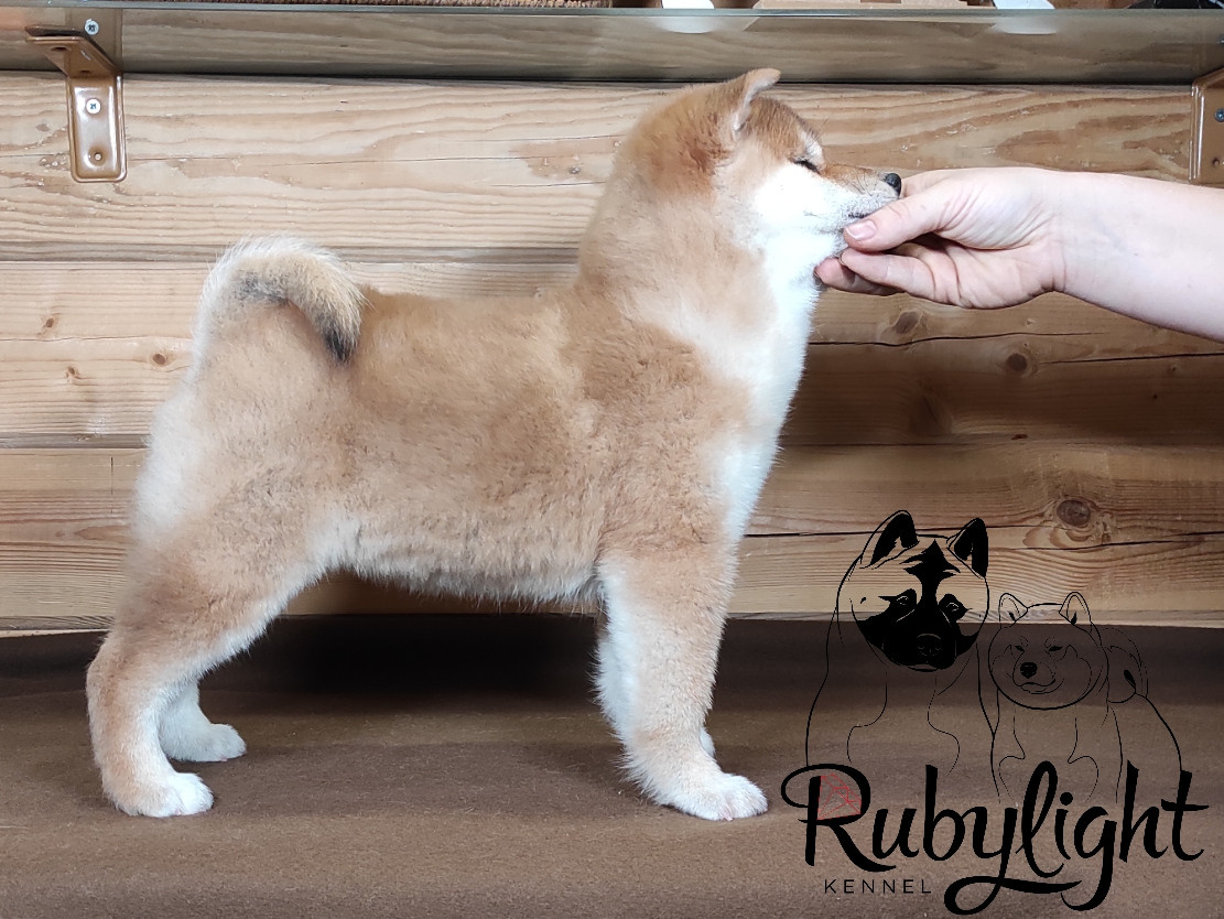 Сиба питомник RUBYLIGHT. Американская акита I Сиба ину I Питомник RUBYLIGHT
