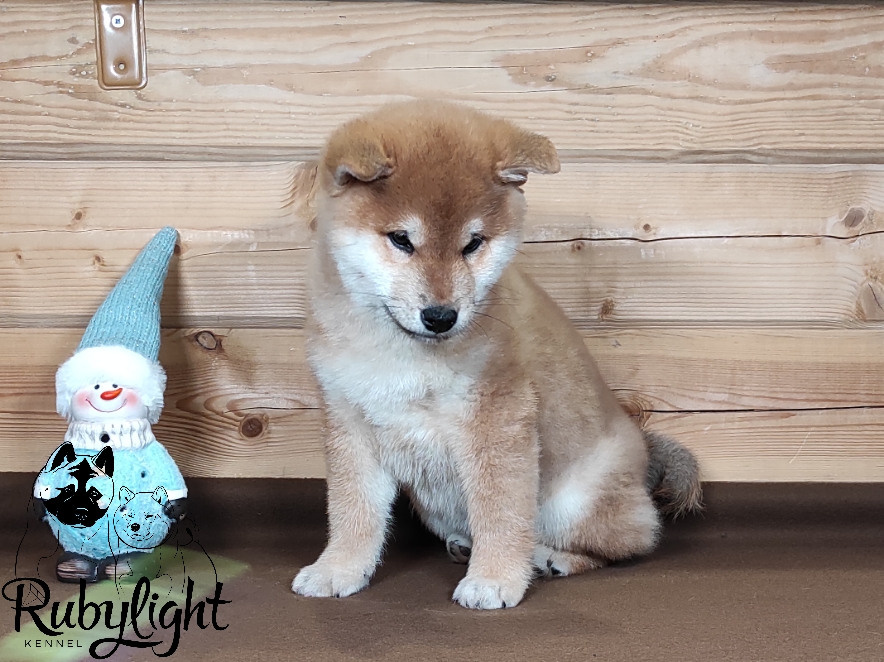 Щенки сиба-ину, шиба, Отец: SHIOMARU EVER DREAM Мать: TRIUMF SIBIRI AKIKO CHIKAKO, Санкт-Петербург, RUBYLIGHT kennel