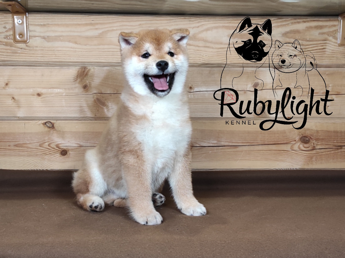 Щенки сиба-ину, шиба, Отец: SHIOMARU EVER DREAM Мать: TRIUMF SIBIRI AKIKO CHIKAKO, Санкт-Петербург, RUBYLIGHT kennel