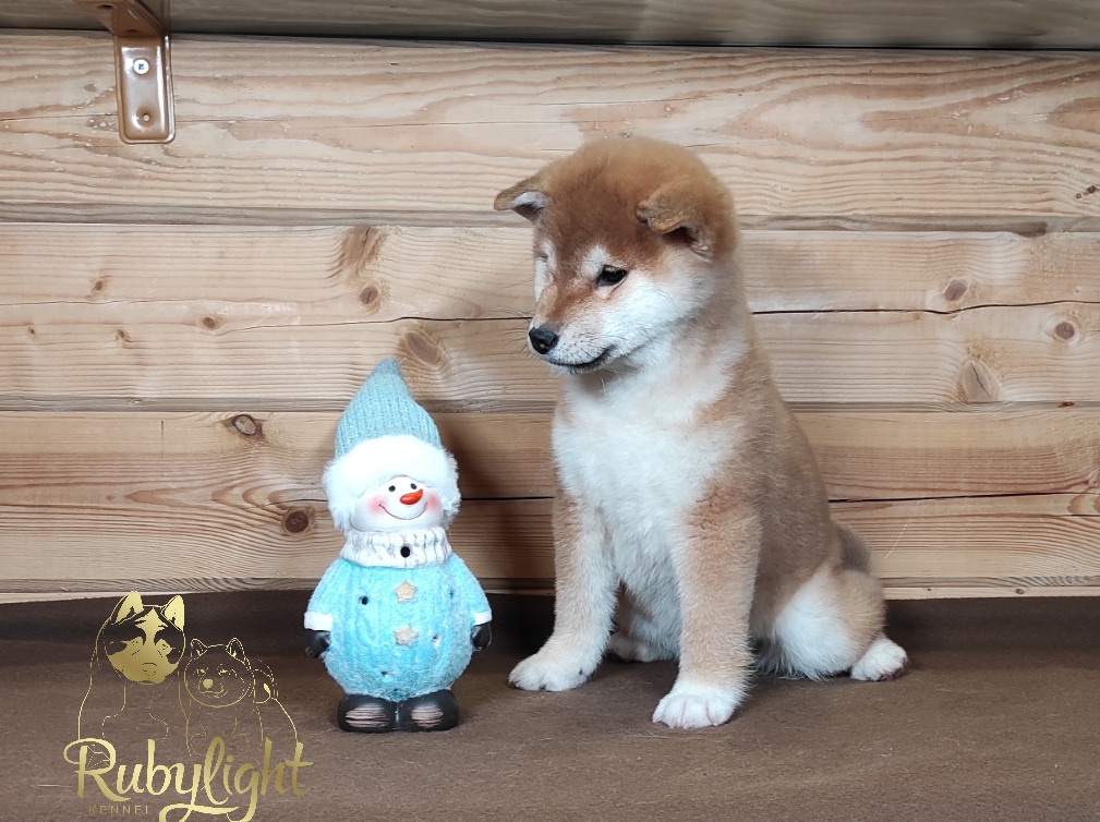 Сиба питомник RUBYLIGHT. Американская акита I Сиба ину I Питомник RUBYLIGHT