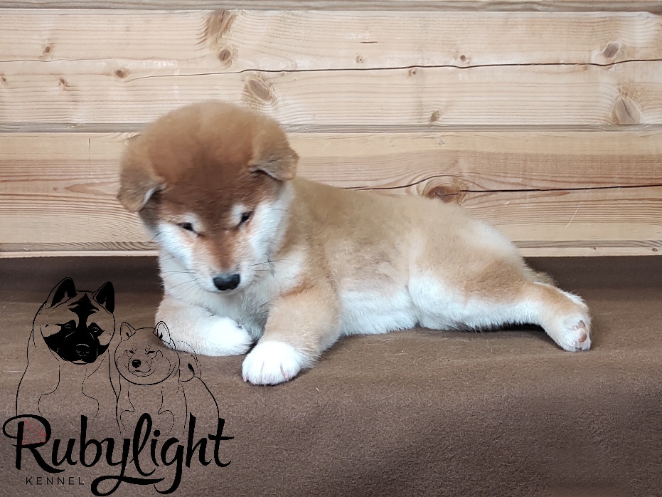 Сиба питомник RUBYLIGHT. Американская акита I Сиба ину I Питомник RUBYLIGHT