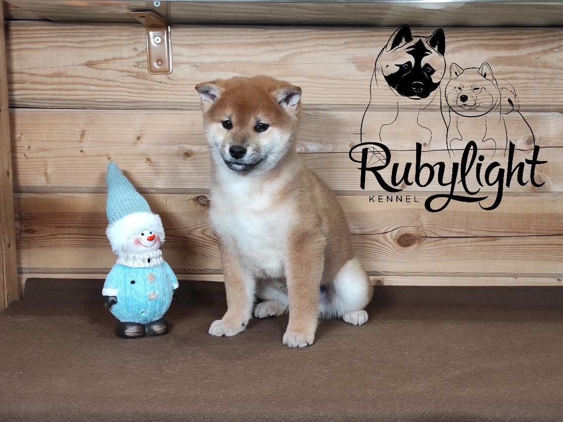 Rubylight Lucky. AMERICAN AKITA RUBYLIGHT KENNEL I SHIBA-INU