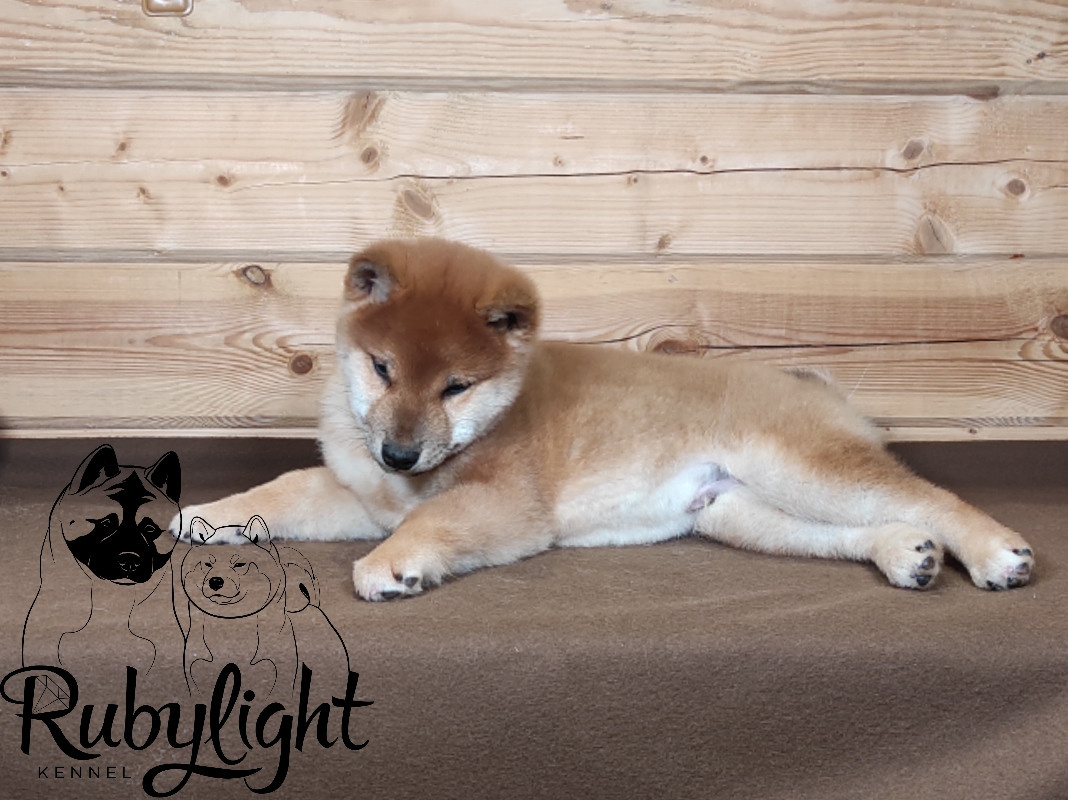 Rubylight Luis. AMERICAN AKITA RUBYLIGHT KENNEL I SHIBA-INU