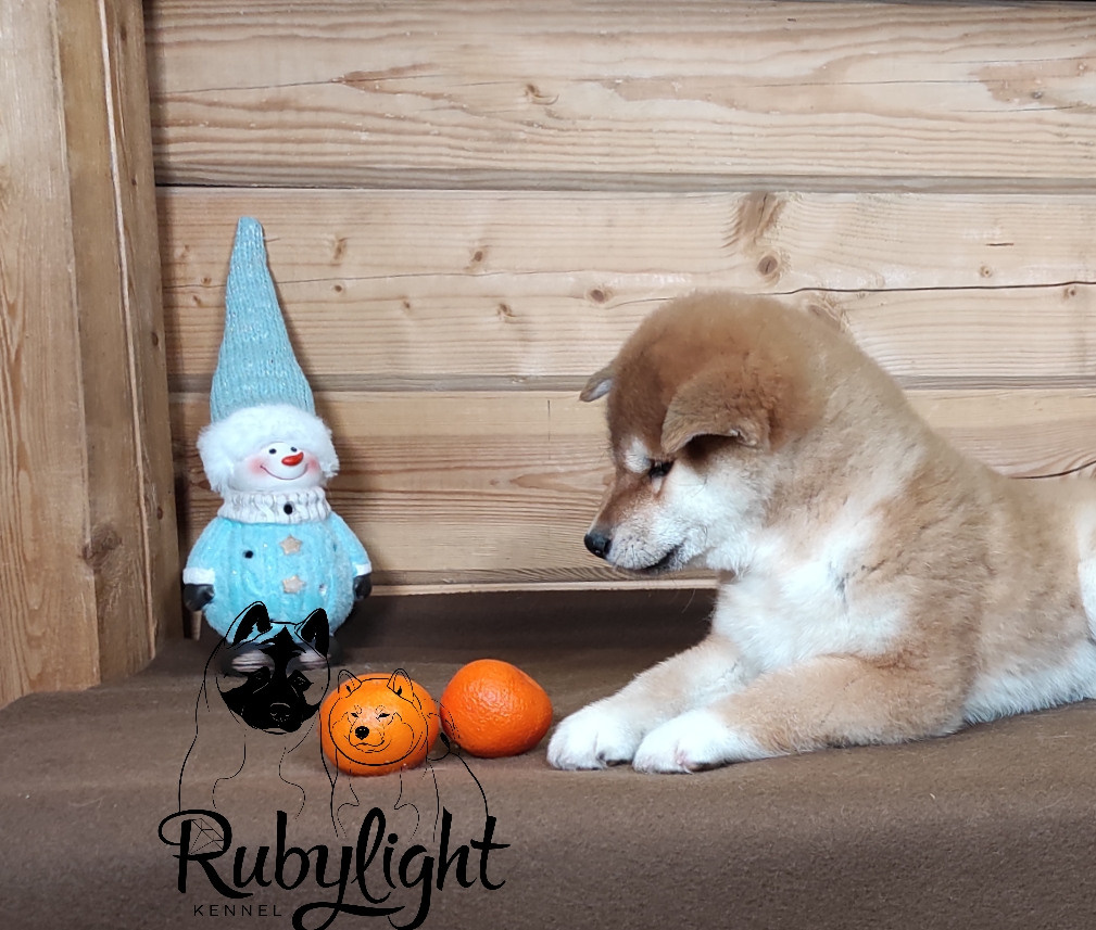 Сиба питомник RUBYLIGHT. Американская акита I Сиба ину I Питомник RUBYLIGHT