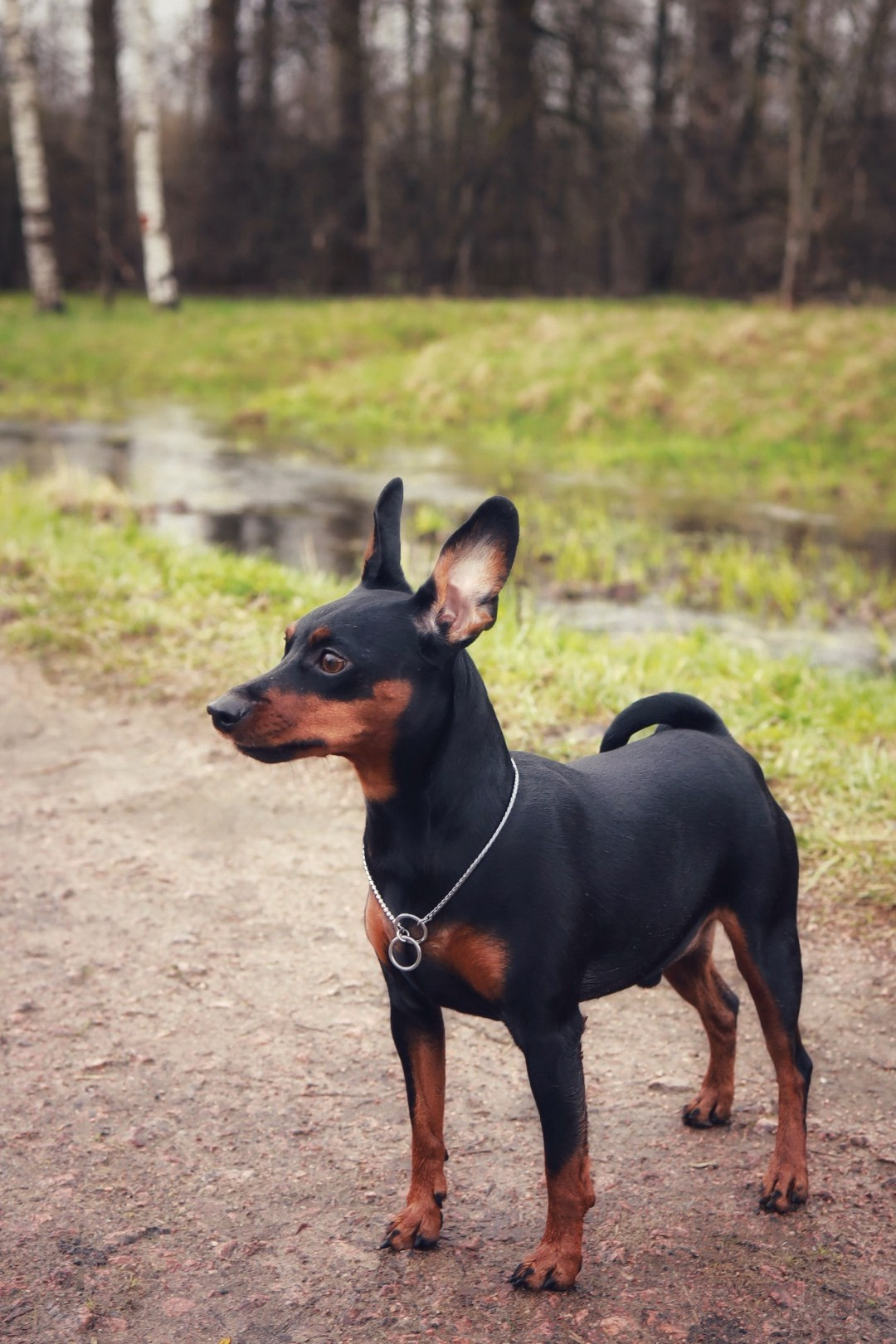 Животные. Художественная фотография