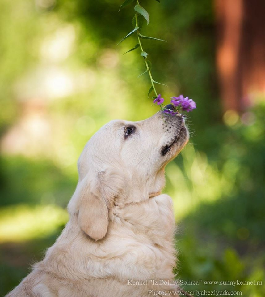 Щенки. Семейный и детский фотограф в Москве Мария Быкова