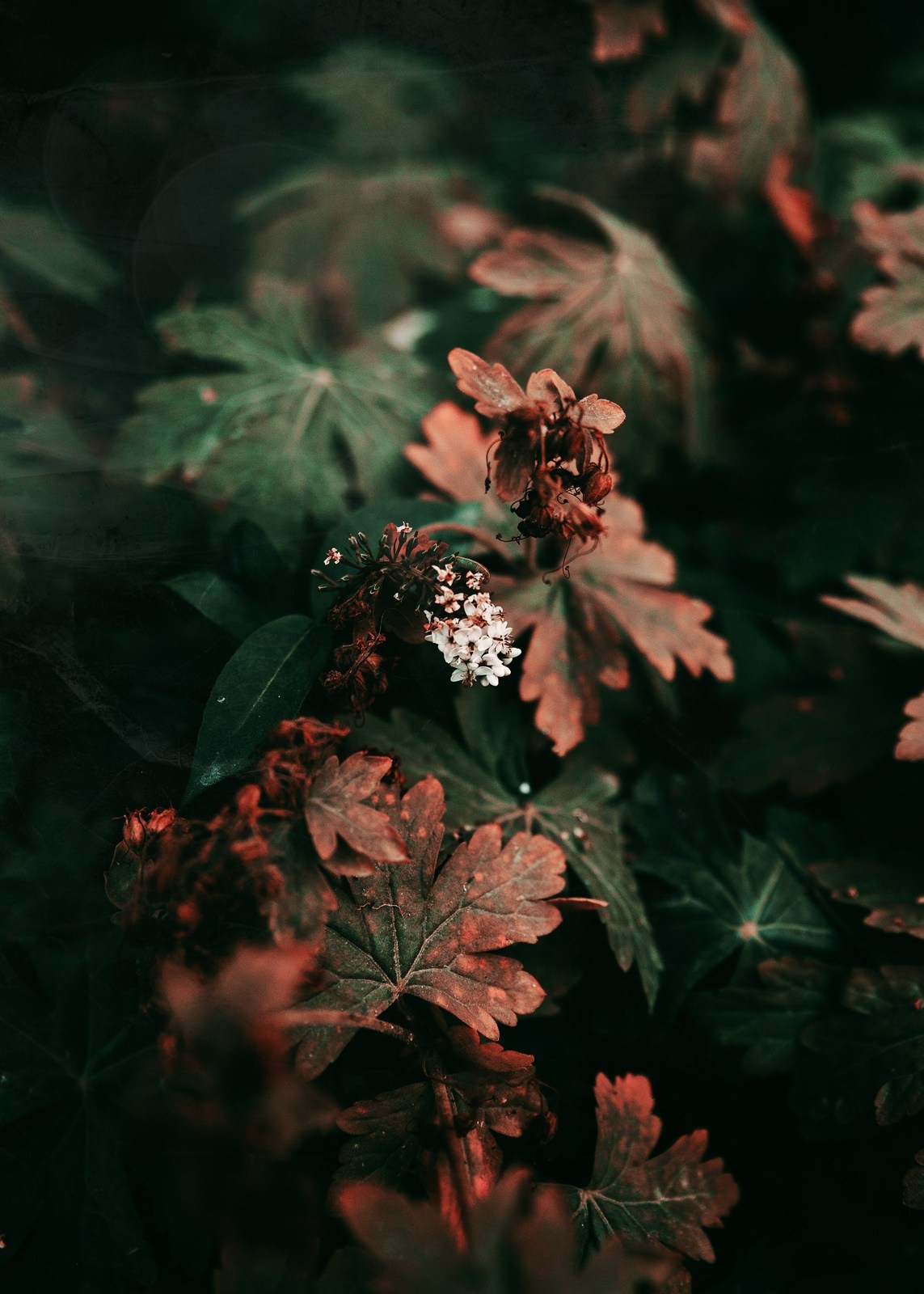 Красивые фотографии цветов фотограф