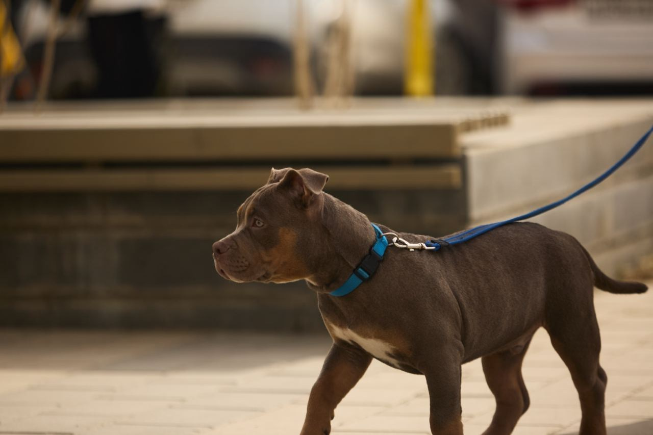 Фотосессия Kenzo. Buyvolenko Andrey