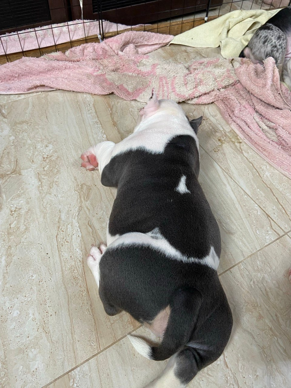 Свободные щенки Американский Булли, в типах покет, классик, стандарт. Американский Булли в г. Ростов-на-Дону. Питомник THE POWER OF SIBERIA