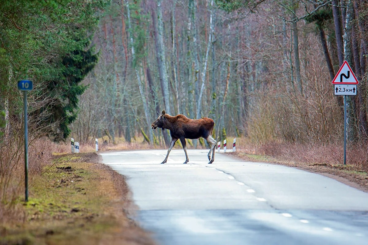олень на Куршской косе