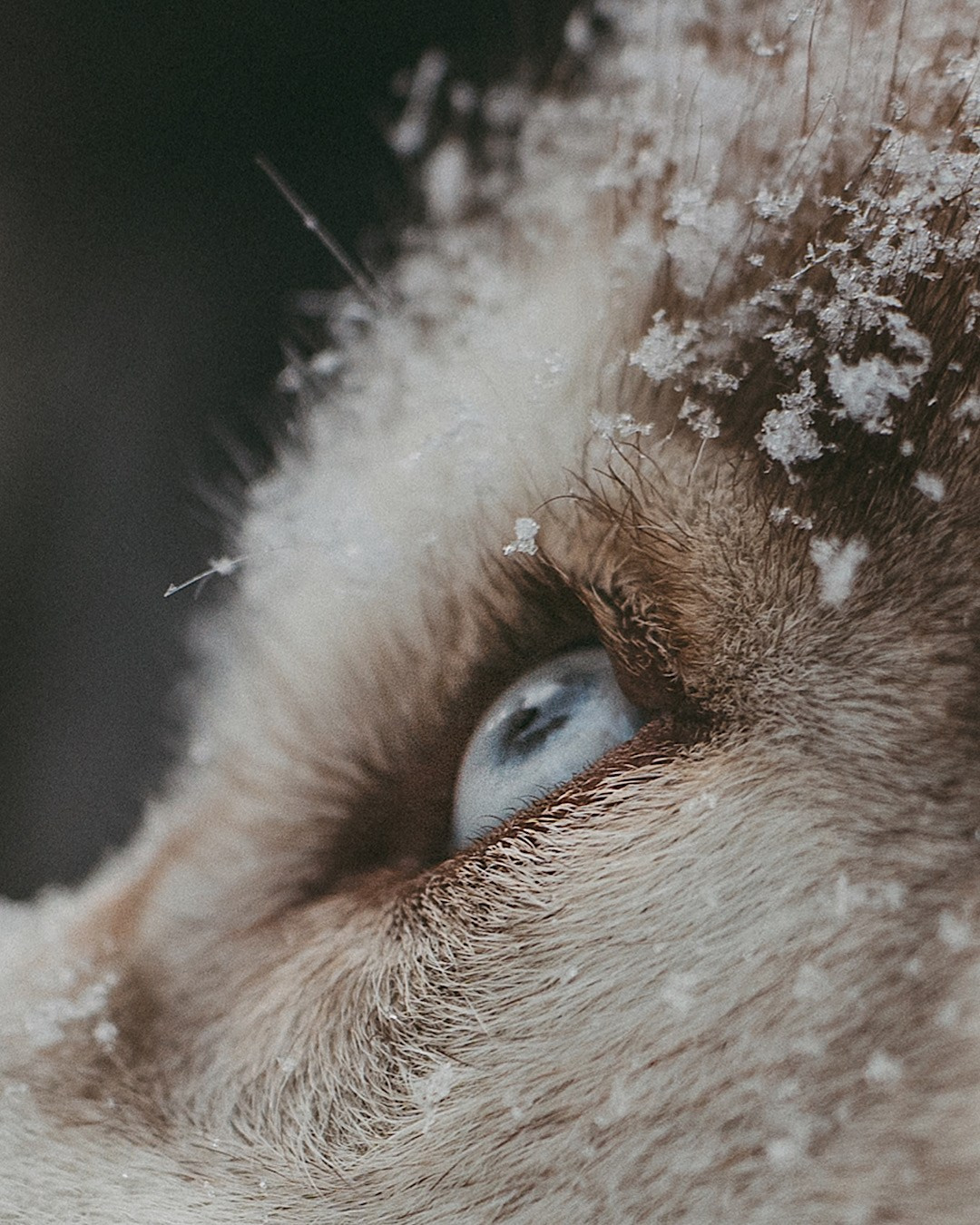 Полина, Уго и Пышка. Фотограф анималист в Москве и Санкт-Петербурге Свиридова Анна