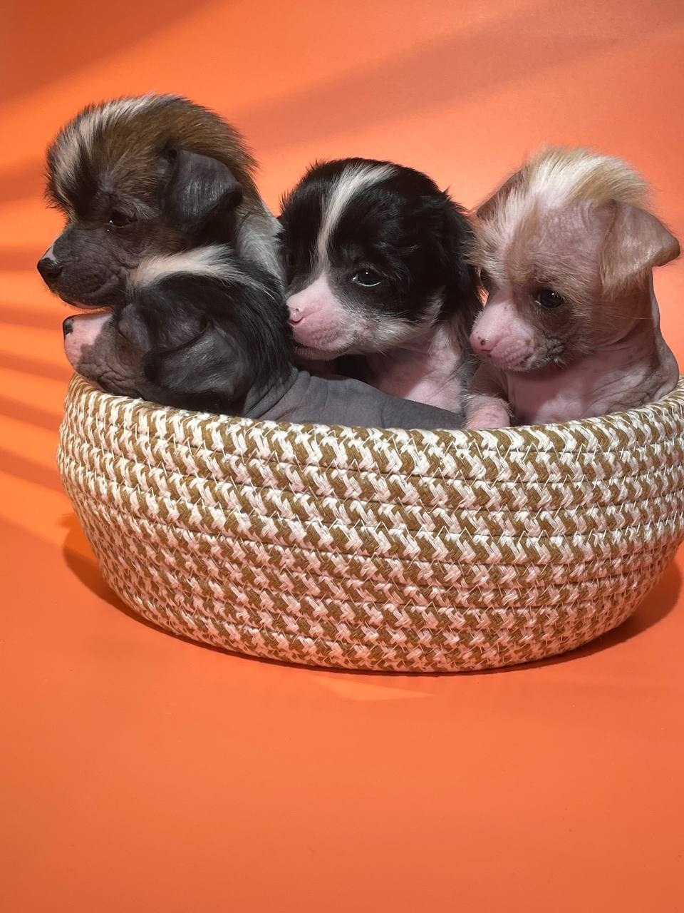 Девочкам помёта «D» месяц. Питомник китайских хохлатых собак Poale Ell: купить щенка