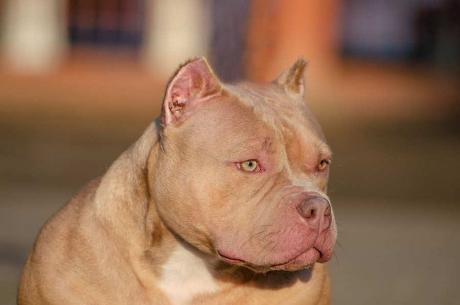 адыгея - щенки американского булли 