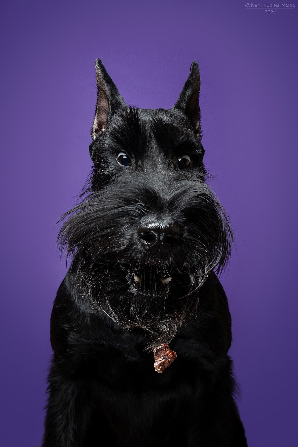 Фотосессия собаки в студии. Фотограф собак в Москве и Московской области Иванушкина Мария