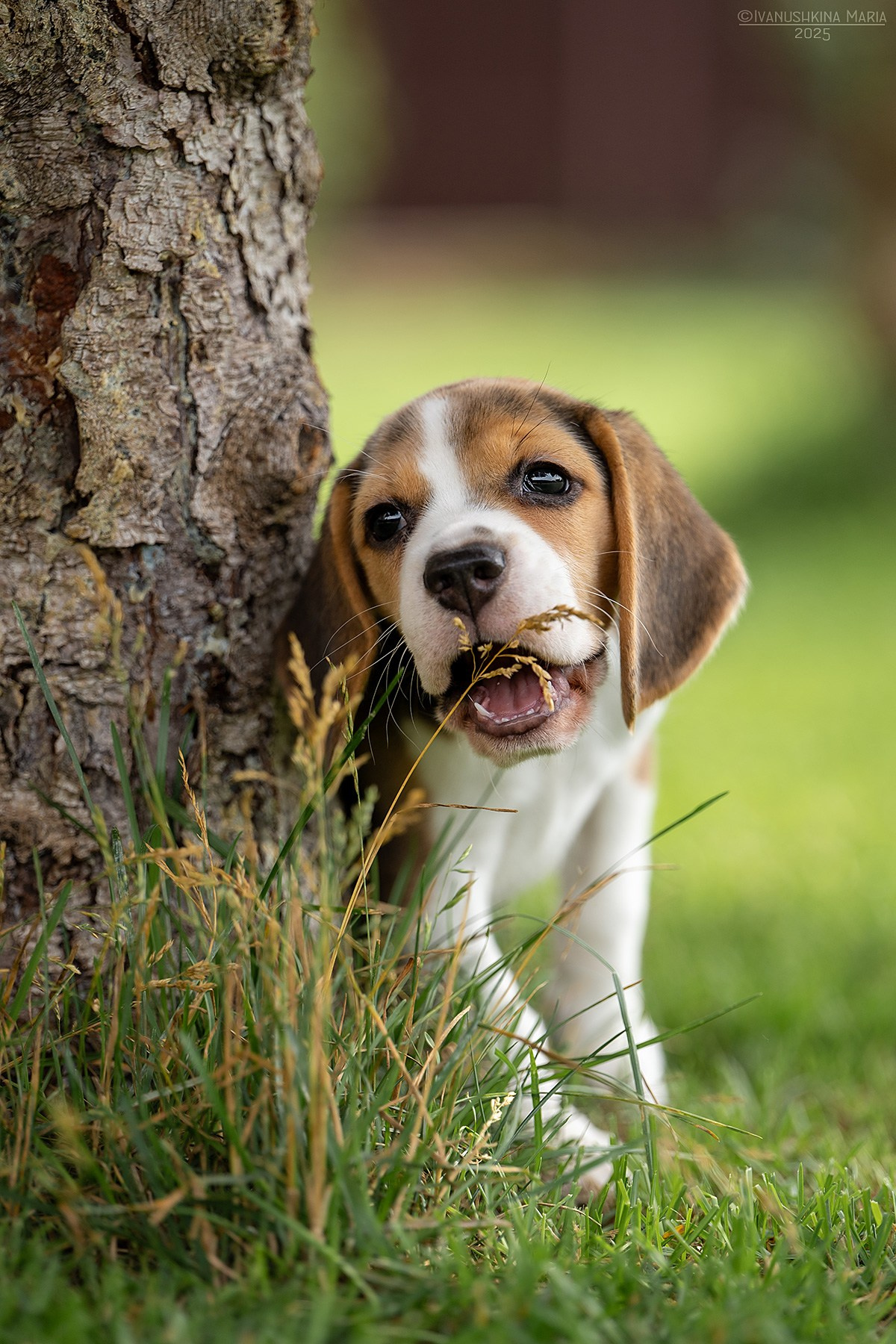Фотосессия щенков на продажу. Фотограф собак в Москве и Московской области Иванушкина Мария