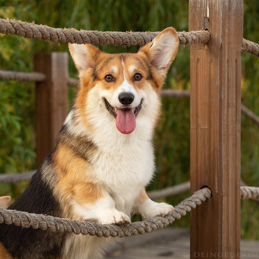 Корги в осеннем парке. Фотограф-анималист Natalia Deingel | Фотосъемка собак в Москве