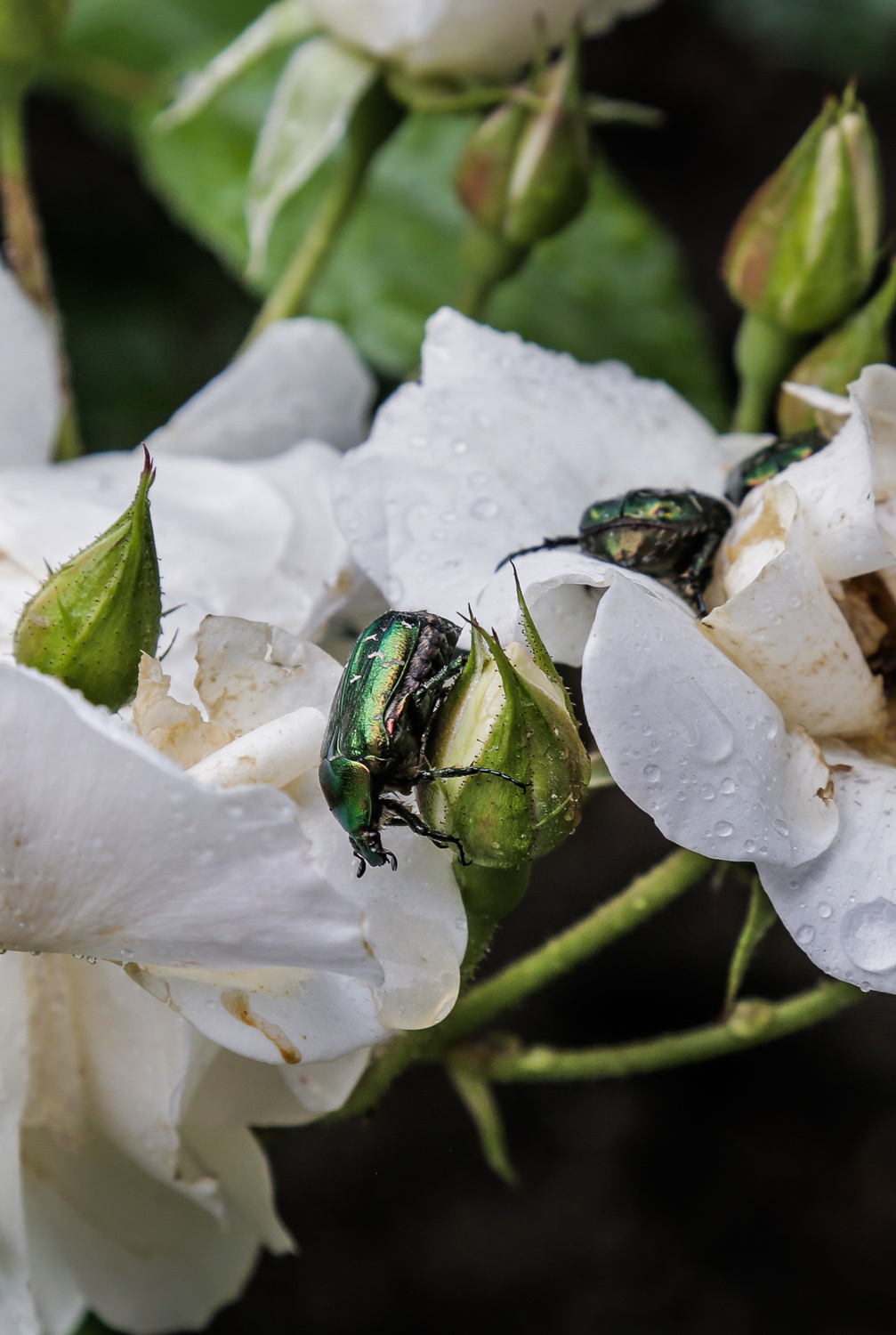 Природа. Фотограф Юля Постнова