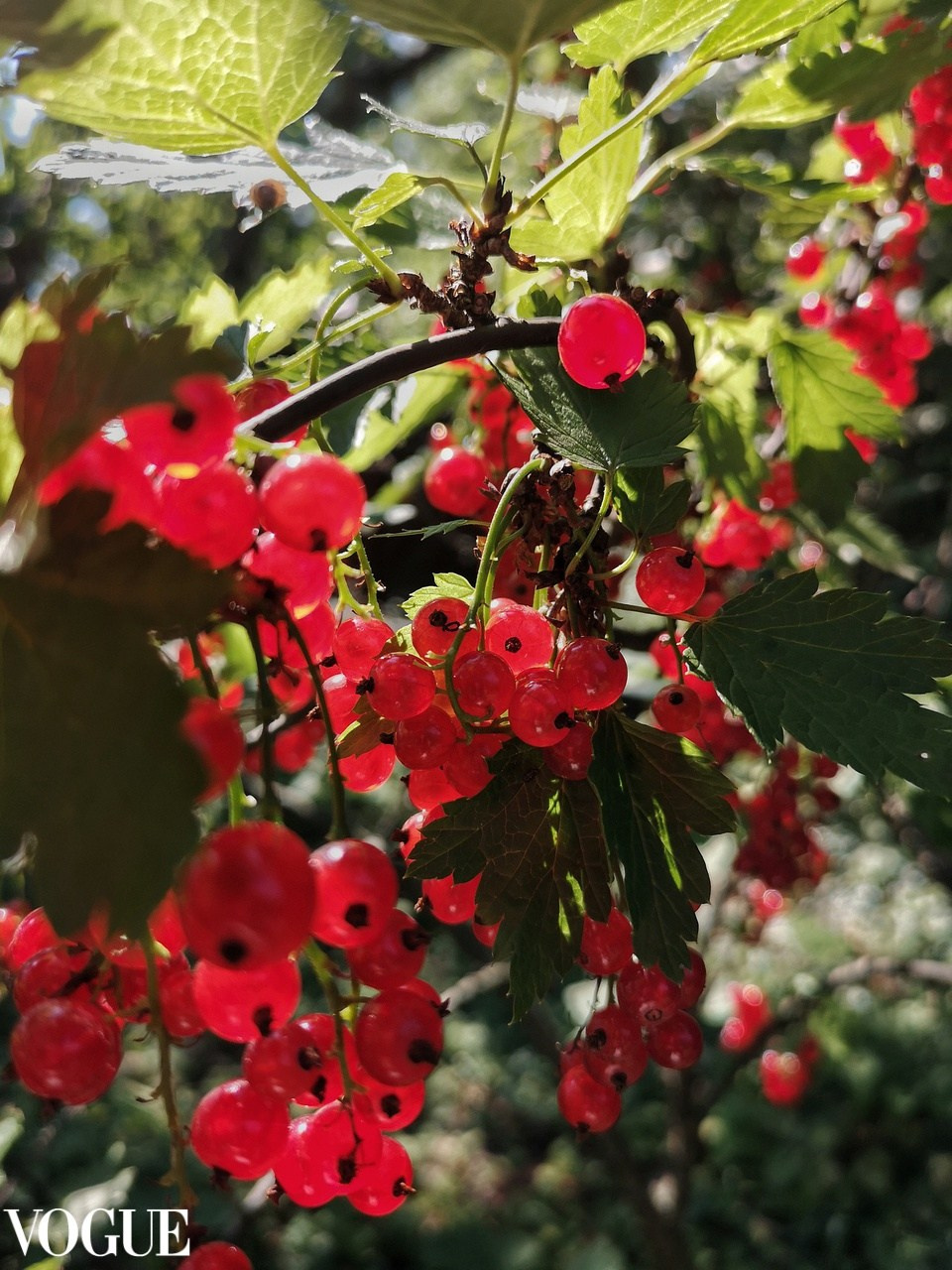 Vogue и другие. Наталия Фролова. Фотограф. Москва