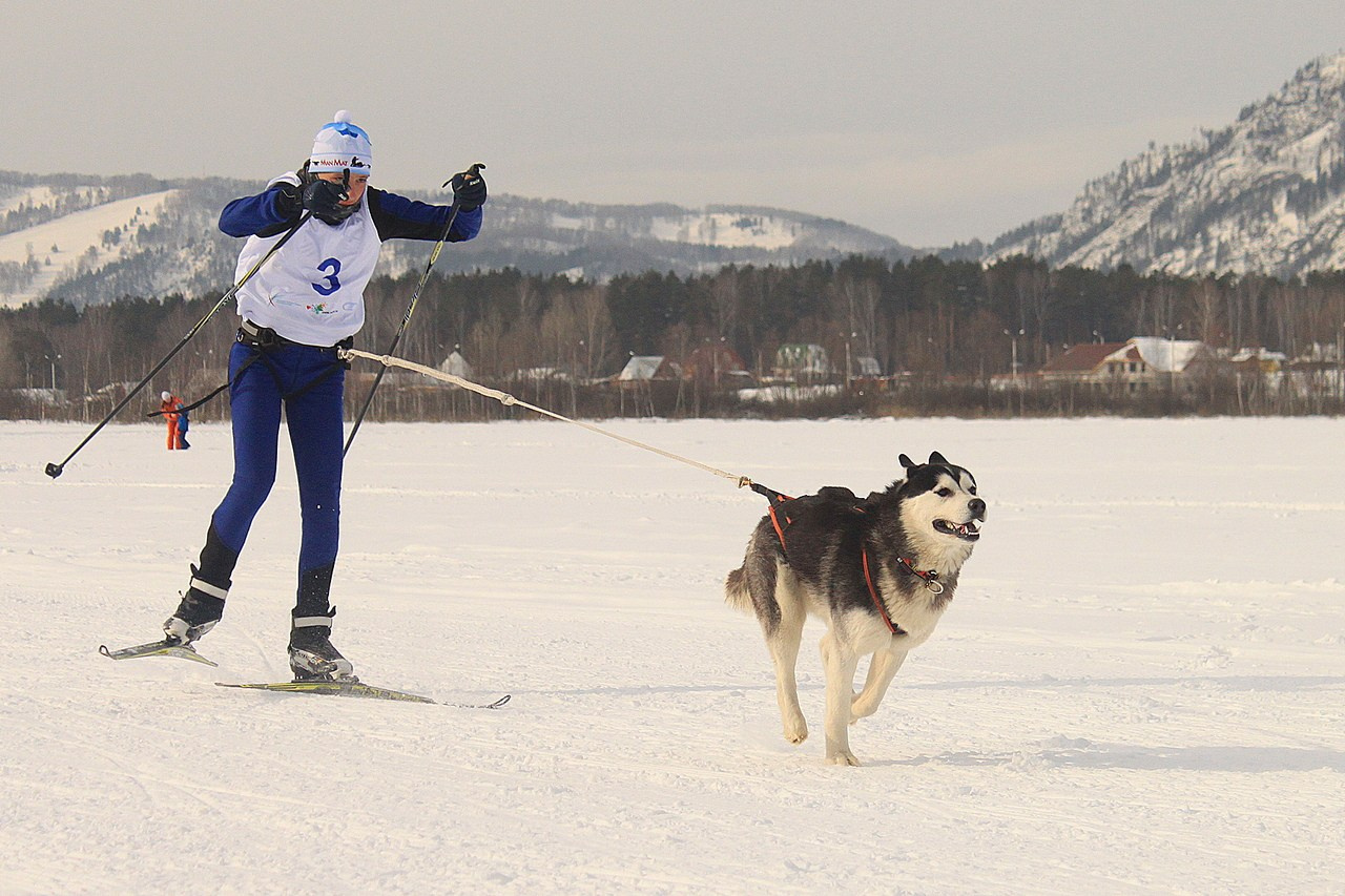 Манжерок. Гонки на собачьей упряжке