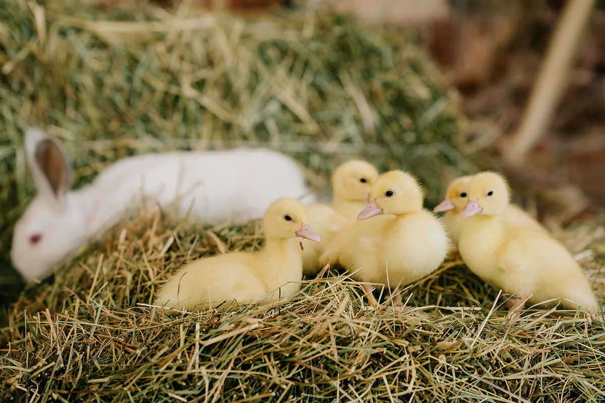 С УТЯТАМИ И КРОЛИКАМИ. Свадебный и семейный фотограф Юлия Грибанова +7 909-133-66-33